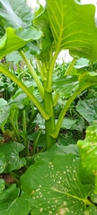 Cardiocrinum giganteum