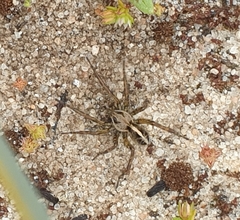 Artoriopsis