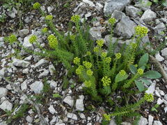 Petrosedum rupestre