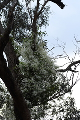 Clematis glycinoides