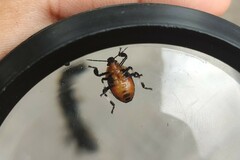 Eocanthecona concinna