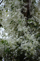 Clematis glycinoides