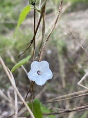 Ipomoea plebeia