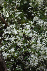 Clematis glycinoides