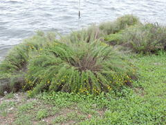 Limbarda crithmoides longifolia