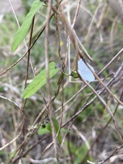 Ipomoea plebeia
