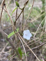 Ipomoea plebeia