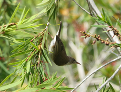 Ramsayornis modestus