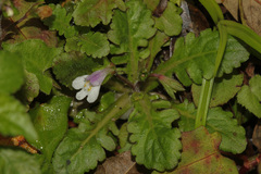 Mazus goodenifolius