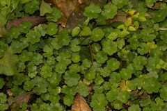 Hydrocotyle sibthorpioides