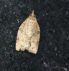 Meritastis laganodes