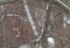 Strix uralensis