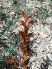Orobanche alba