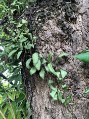 Pyrrosia adnascens