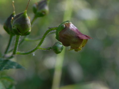 Scrophularia scopolii