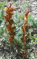 Orobanche alba