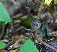 Camaroptera brachyura
