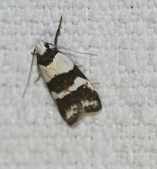 Eulechria triferella