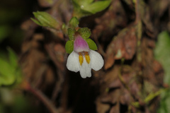Mazus goodenifolius