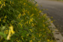 Corydalis pallida