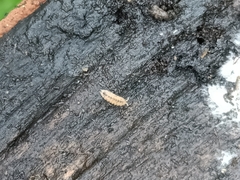 Haplophthalmus danicus