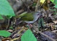 Camaroptera brachyura