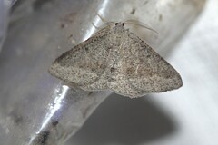 Isturgia penthearia