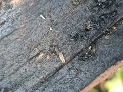 Haplophthalmus danicus