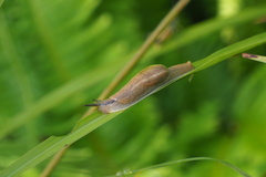 Parmarion