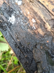 Haplophthalmus danicus