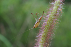 Conocephalus maculatus