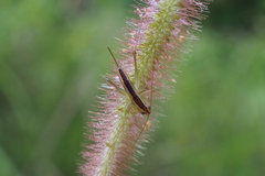 Conocephalus maculatus