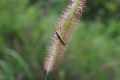 Conocephalus maculatus