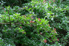 Crataegus monogyna