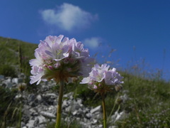 Armeria nebrodensis