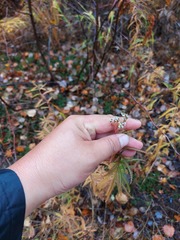 Achillea alpina