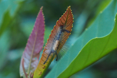 Dasychira chekiangensis