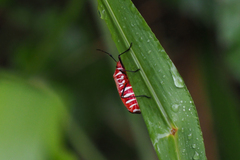 Dysdercus cingulatus