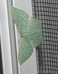 Maxates centrophylla