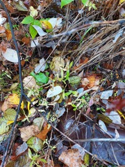 Moehringia lateriflora