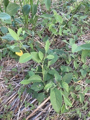 Pleurolobus gangeticus