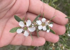 Leptospermum laevigatum