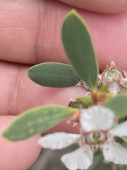 Leptospermum laevigatum