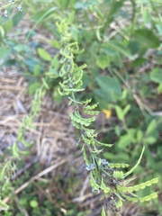 Pleurolobus gangeticus