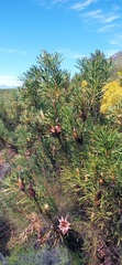 Protea repens