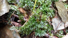 Plagiomnium ellipticum