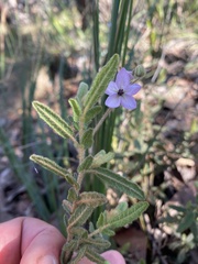 Thomasia petalocalyx