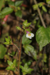 Mazus goodenifolius