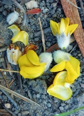 Aspalathus verbasciformis