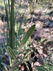 Thomasia petalocalyx